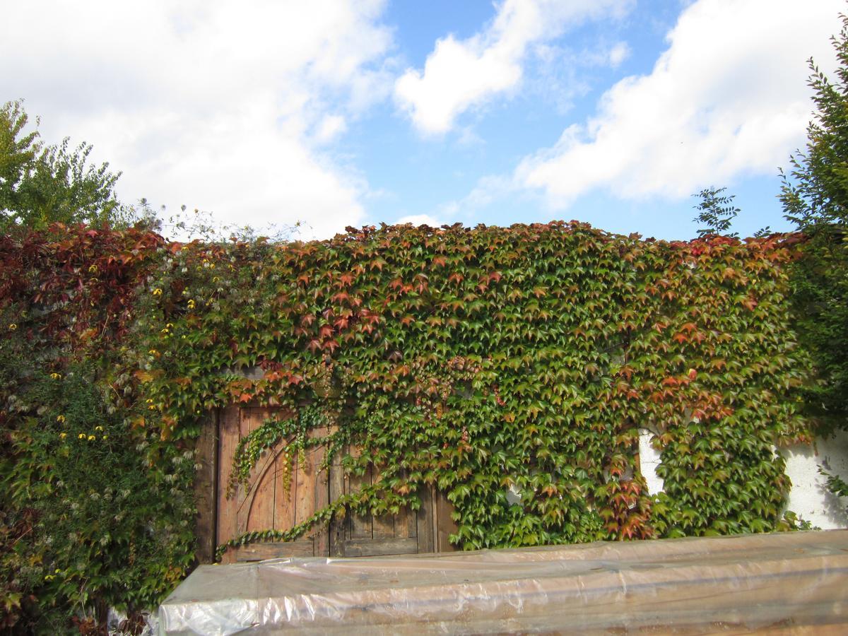 קוצ'בייה Guest House Veronika מראה חיצוני תמונה